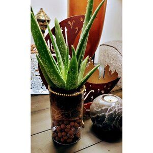 Rooted Princess Aloe Vera Plant In nice Glass Pot with Golden Strass Decoration